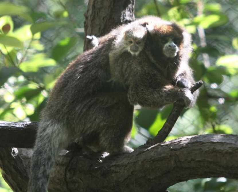 
A baby titi monkey rides on the back of an adult inside their enclosure at the Dallas Zoo...