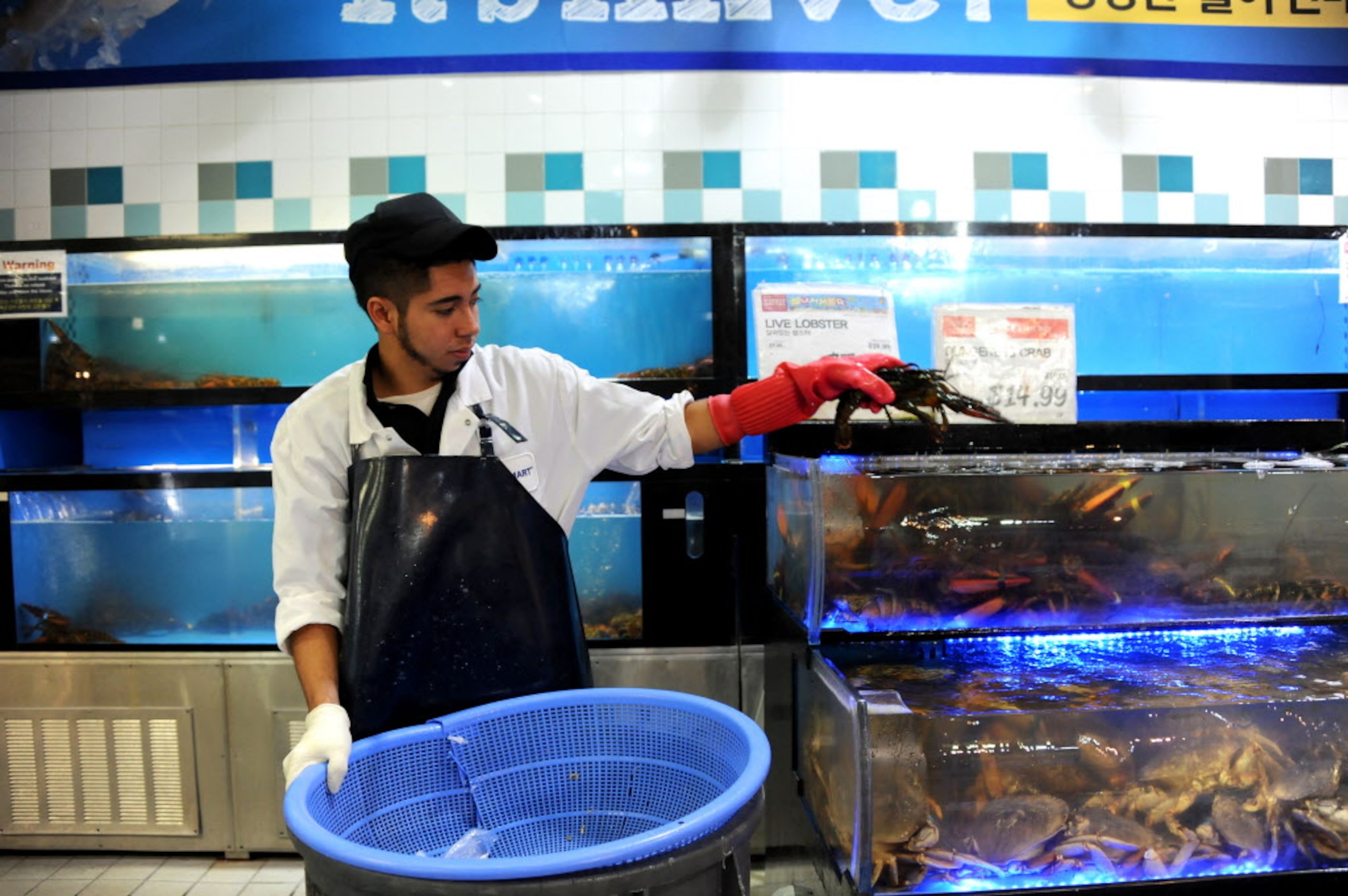 Octavio Salgado replenishes live fish at H Mart in Carrollton.