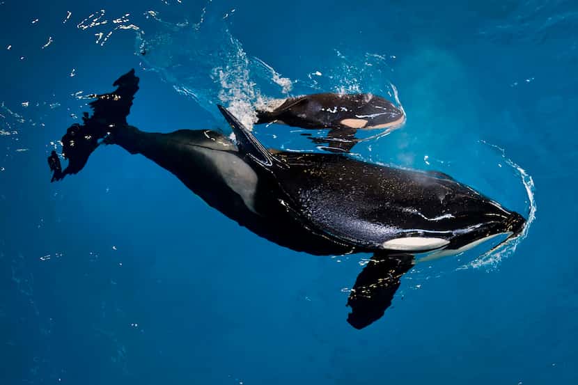 Imagen de archivo del nacimiento de la orca Kyara en abril del 2017. SEAWORLD.
