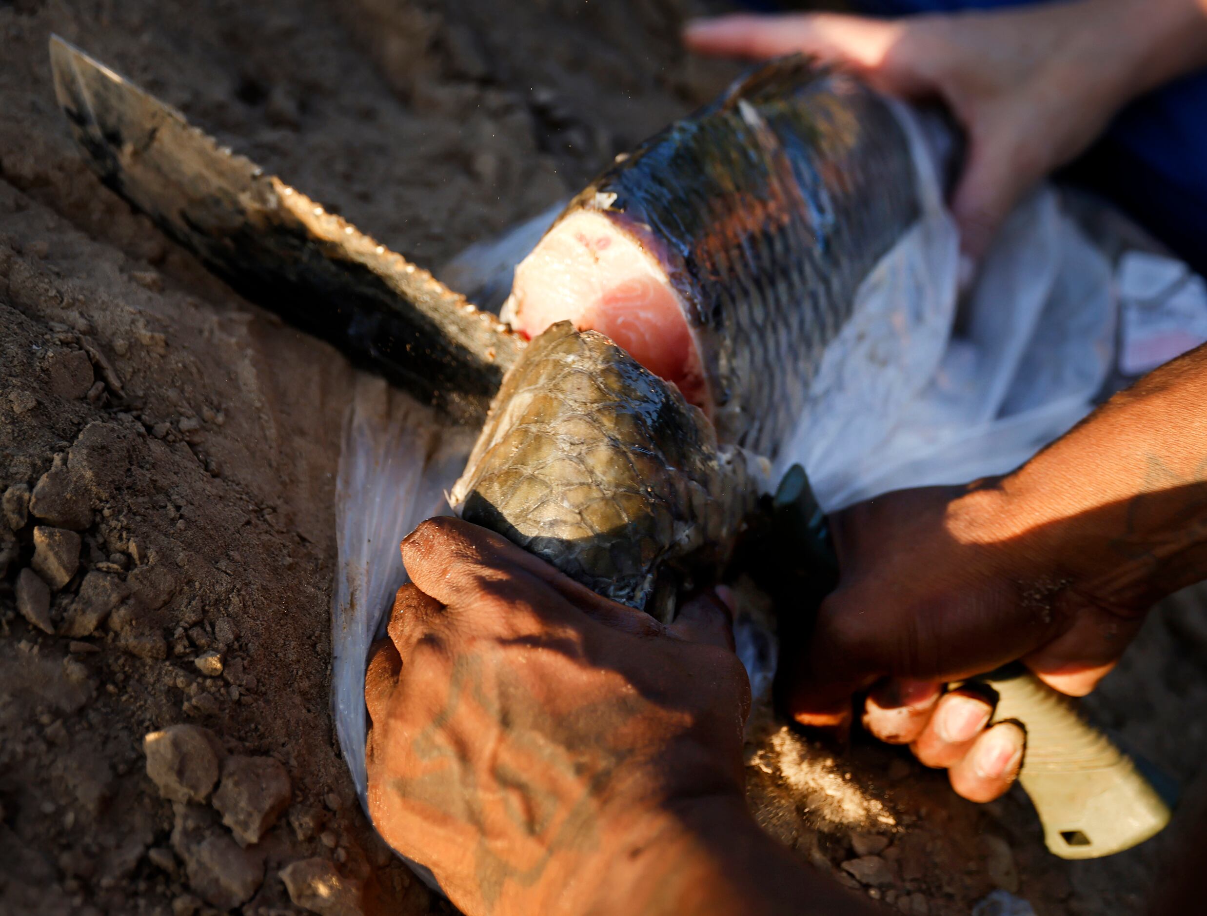 For alligator gar bait, Odell Allen cuts pieces of carp from an Asian grocery store with a...