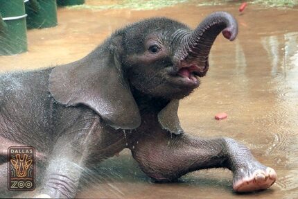  The Dallas Zoo's month-old elephant calf plays in the water with his mother. (Dallas Zoo)