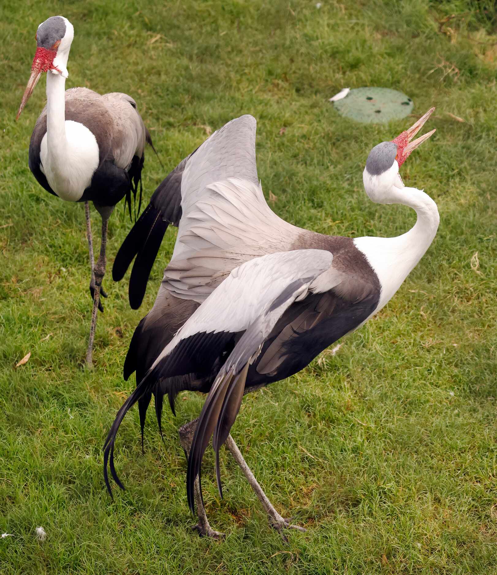 A pair of wattled cranes dance about their enclosure in the third phase of A Wilder Vision,...