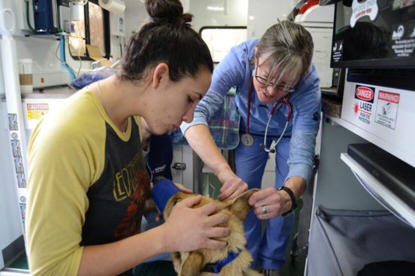 Dr. Deborah Dailey< (right) examines the ears of one of Michelle Stawski's German shepherds...