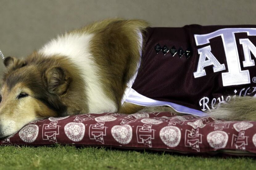 Texas A&M mascot Reveille VIII rests on the sidelines during the third quarter of an NCAA...