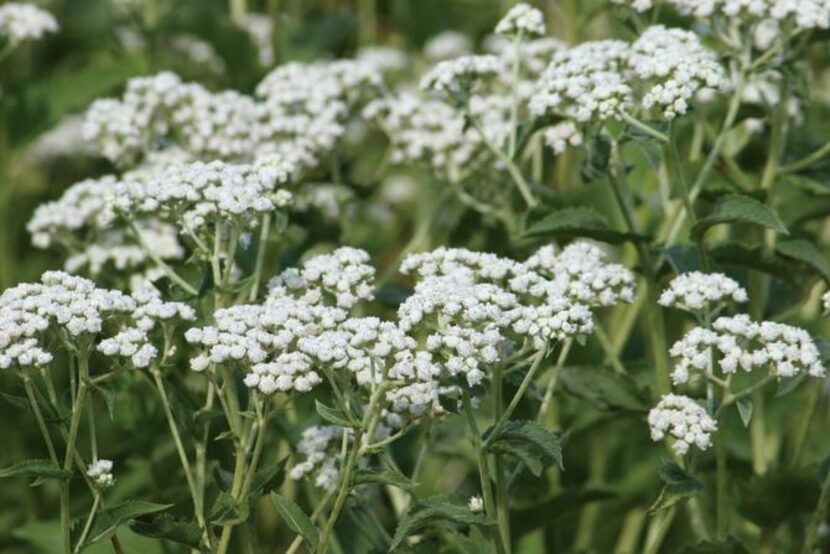 
Wild quinine, a North American native, is easy to grow in North Texas from seeds broadcast...