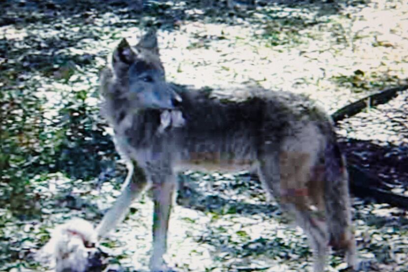 A photo from a video Logan Gray of Rowlett filmed of a coyote feeding in his neighbor's yard...