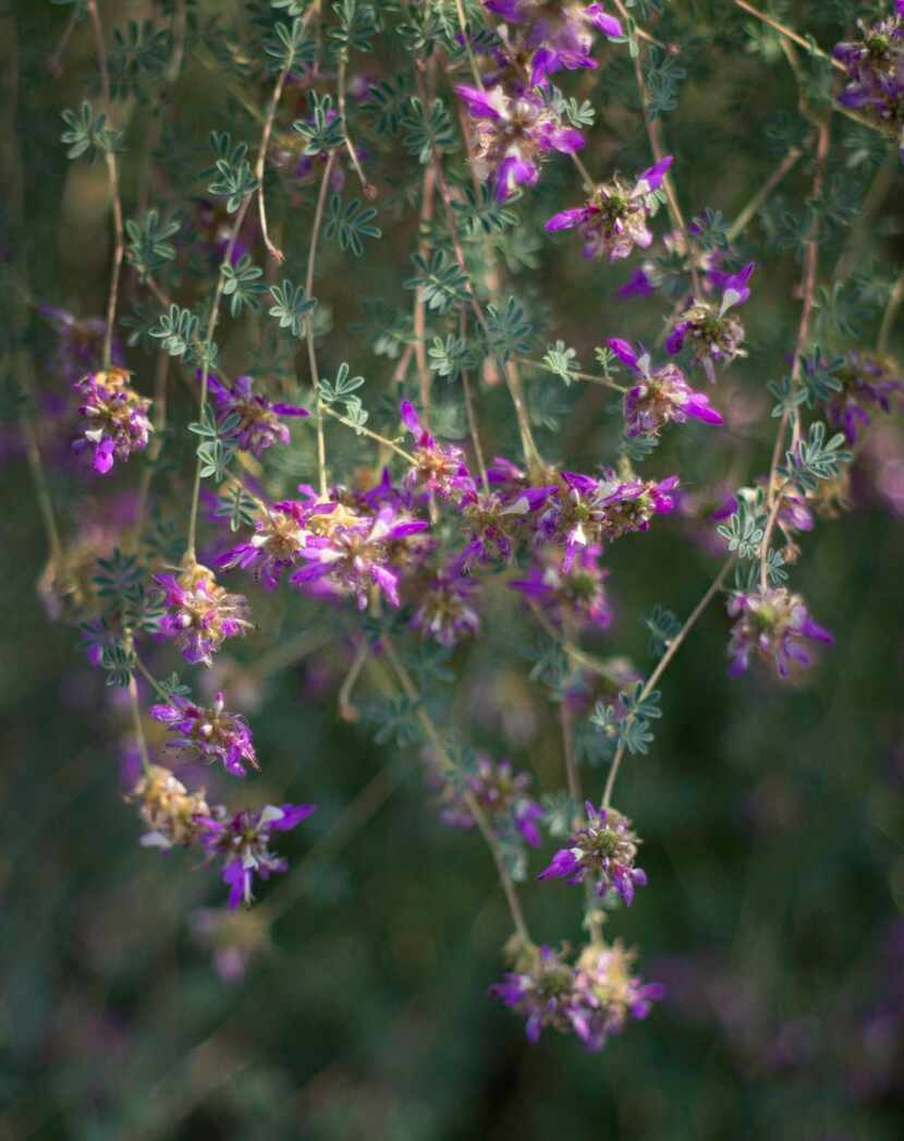 
Black dalea in Van Johnson’s Oak Cliff front yard
