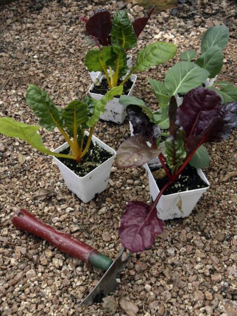 
As summer winds down, plant Swiss chard and collards for the fall. 
