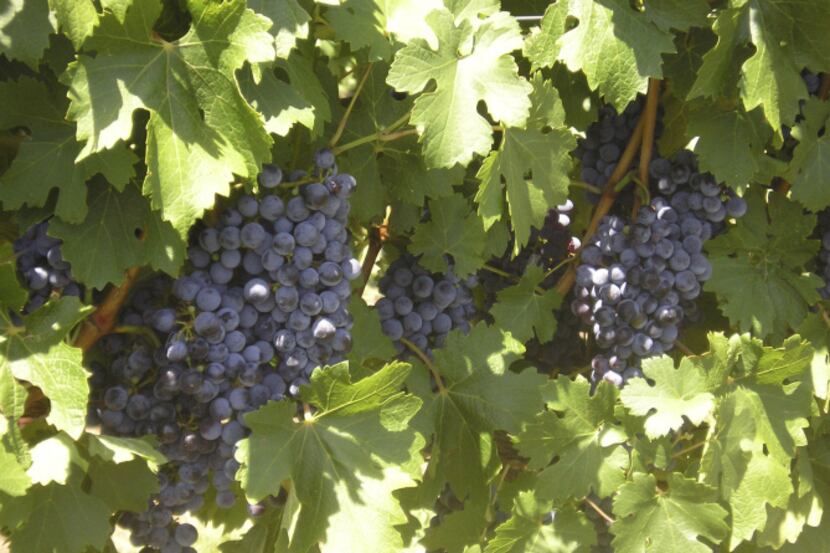 Imagine sitting in the shade of a pergola and reaching up to a hanging grape cluster for a...