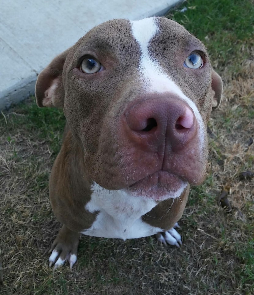 Charlie, a 1-year-old pit bull mix who had been hit by a car and used a wheelchair to get...