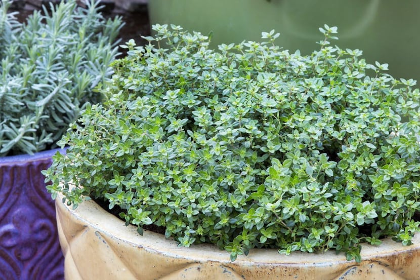 Lemon thyme grows well in containers and garden beds. 
