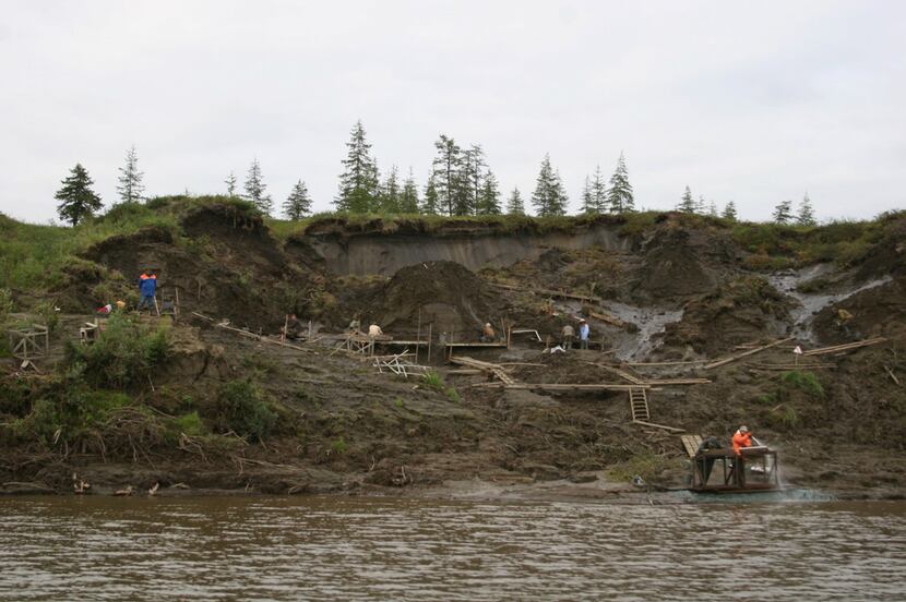 Vladimir Pitulko's team excavates the Yana River site, where the two milk teeth were found.