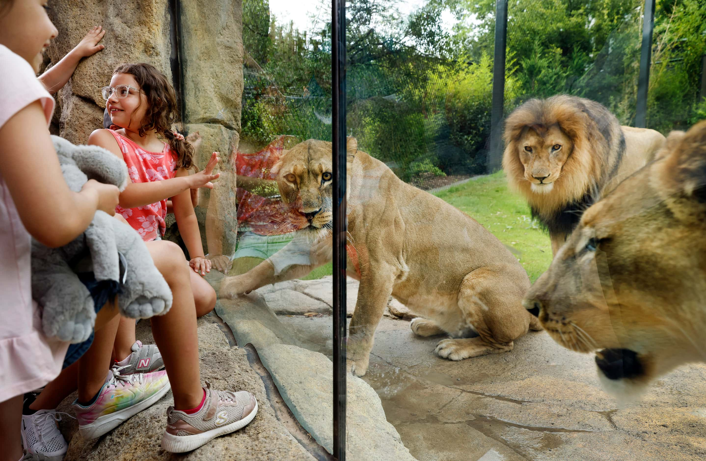 Kids get an up close look at African lions (from left) Abagebe, Jabulani, and Saba in the...