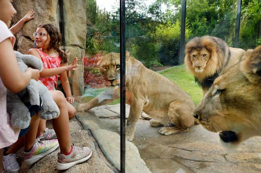 Kids get an up close look at African lions (from left) Abagebe, Jabulani, and Saba in the...