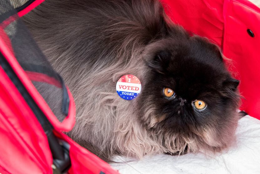 James Bond, an 8-month-old black solid Persian, wears an "I Voted" sticker put on by his...