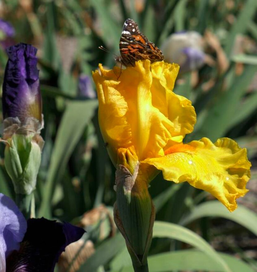 
‘Best and Brightest’ iris created by Paul Black located in the 2014 beds at Clark Gardens...