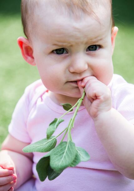 Julianna Bryant, 9 months, tastes sage as preschool students touch, smell and harvest herbs...