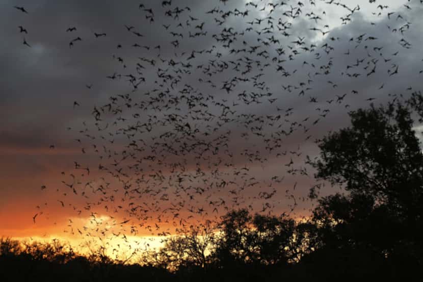In this photo taken Sept. 1, 2011, some of the 20 million bats emerge from Bracken Cave in...