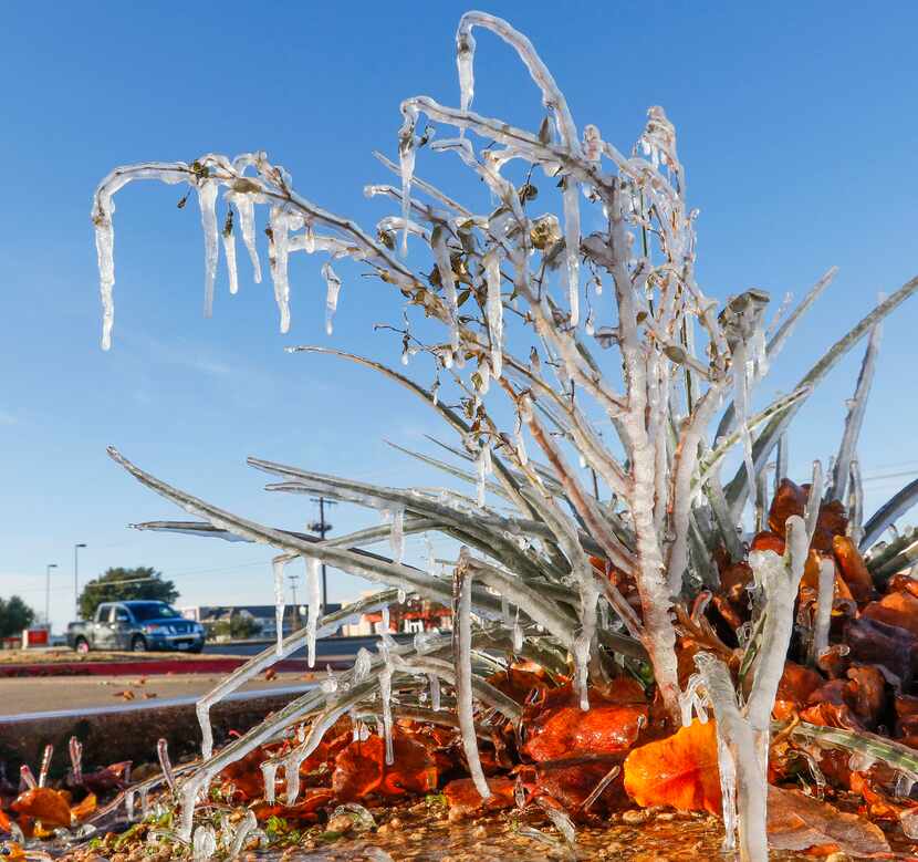 Icicles hang from a bush after a sprinkler system went off in the 4700 block of South Cooper...