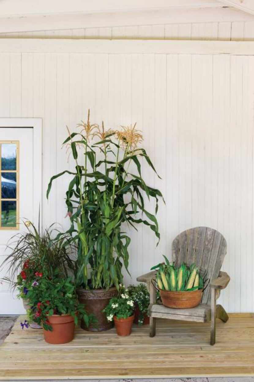 
‘On Deck’ hybrid corn is suitable for small spaces, including patio containers, but it...
