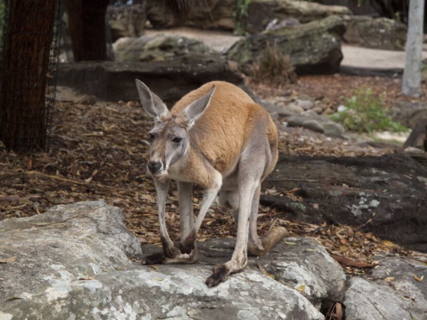 Twelve minutes by ferry from Sydney, the Taronga Zoo sits on a headland with magnificent...