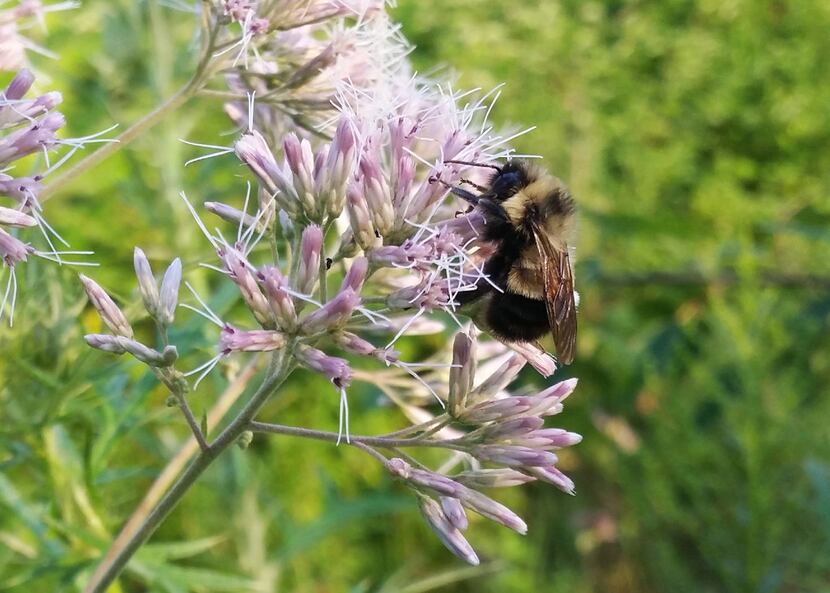 In this August 2015 photo provided by The Xerces Society, a rusty patched bumble bee...