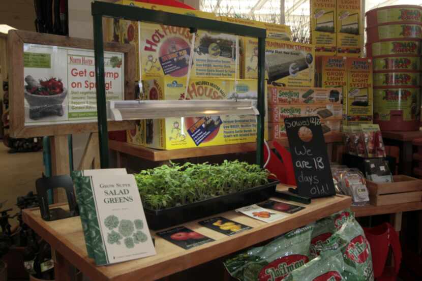 Young tomato plants using the JumpStart seed starter,on display at North Haven Nursery in...