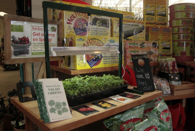 Young tomato plants using the JumpStart seed starter,on display at North Haven Nursery in...