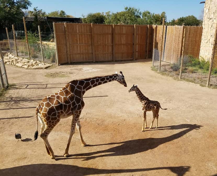 A young giraffe, born Sept. 10, communes with its mother at the Abilene Zoo. Located right...
