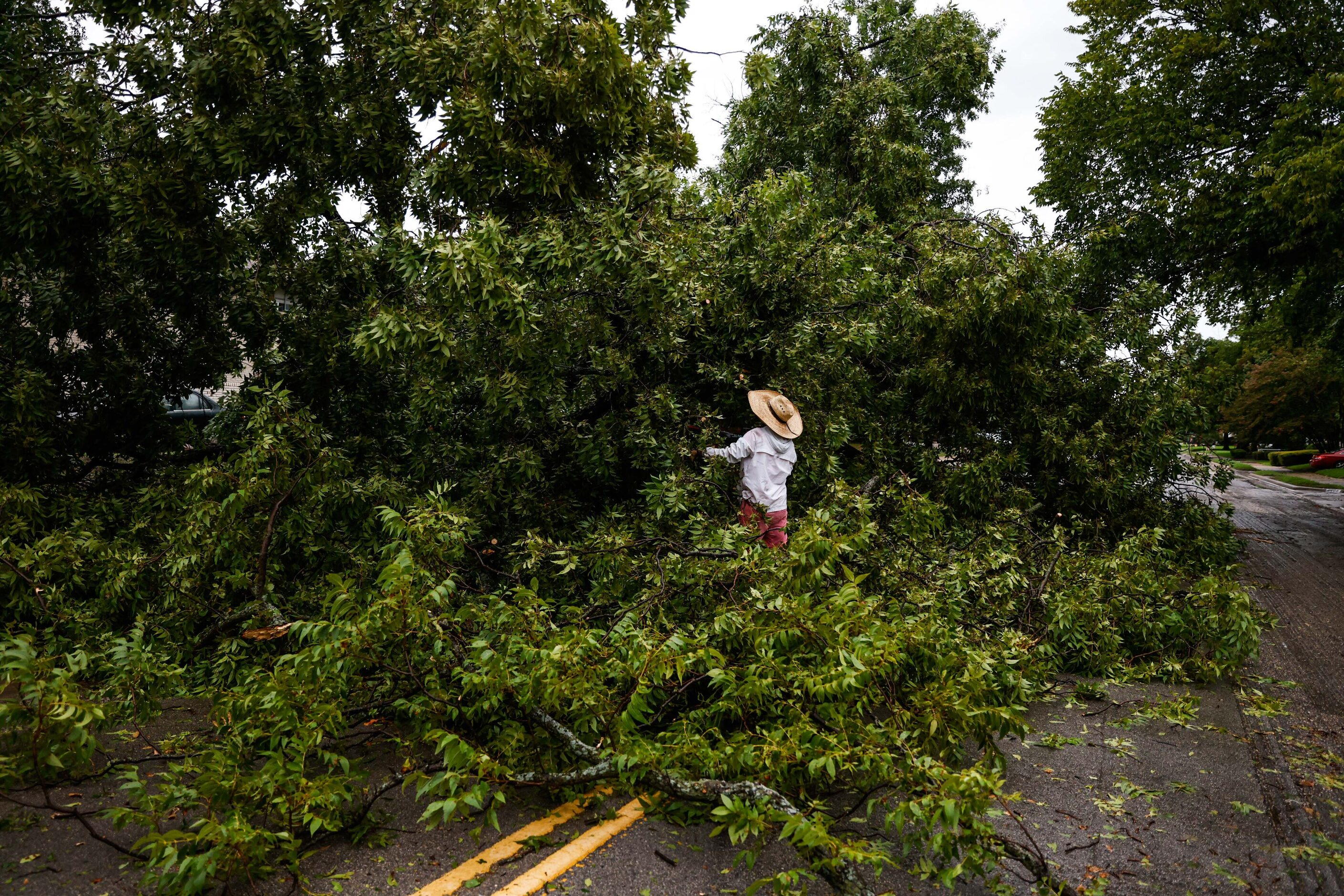 Michael Solares helps to remove a large tree that fell on Gaston Ave near Dumas St, blocking...