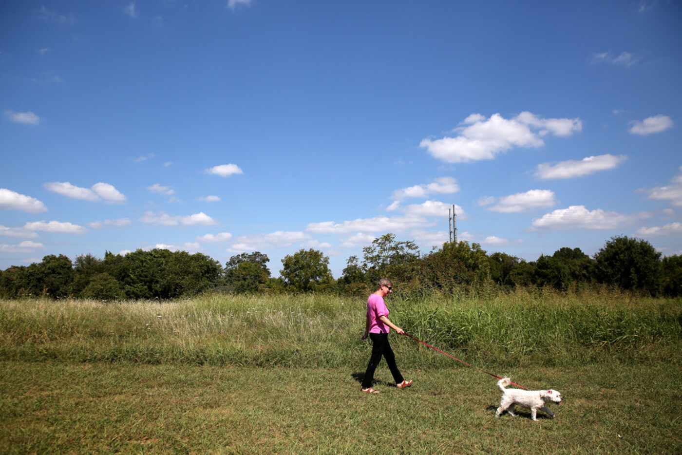 Peggy Walker walks her dog Sophie past the blackland prairie on Williamson Road just south...
