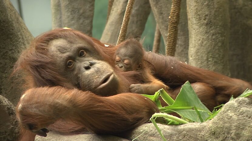 Brookfield Zoo 