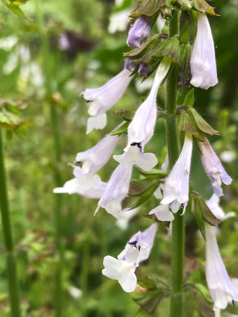 Lyreleaf sage (Salvia lyrata) is a Texas native that reseeds prolifically and is good for...