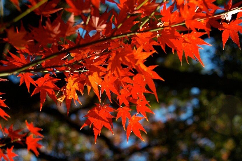 The Japanese maple and other permanent plants are almost always happier in the ground than...