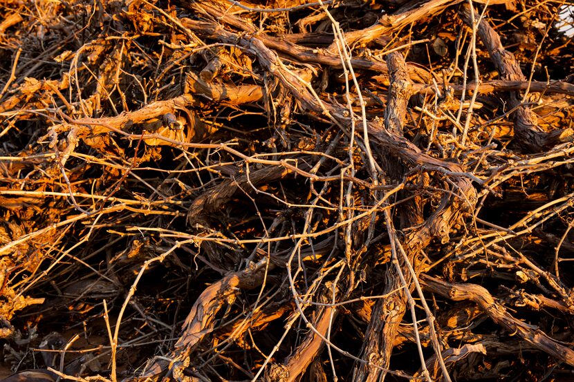 A pile of dead vines at Neal Newsom's vineyard in Plains.