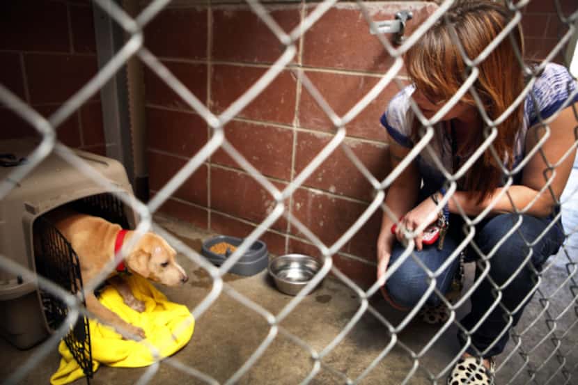 Erin McFaye, operations coordinator at The Bridge, checks on a puppy named Buddie at the...