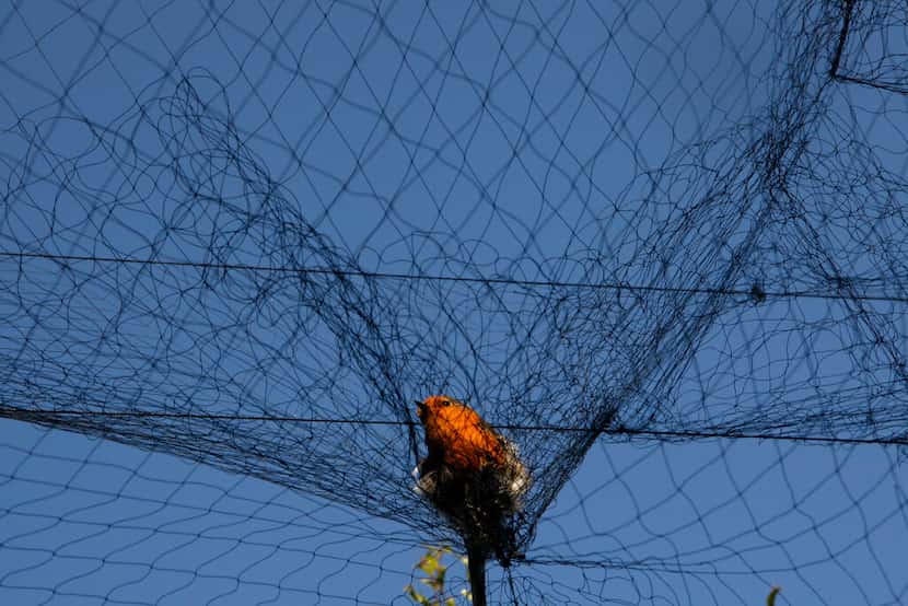 A bird is entangled in a net used by poachers to trap migrating songbirds in the early...