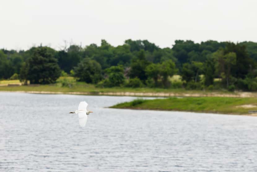 A bird passes by a man-made lake at the former Hi View Ranch.