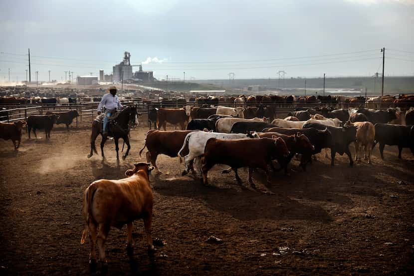A pen rider moves about feeder cattle looking for signs of injuries or illness in the lots...