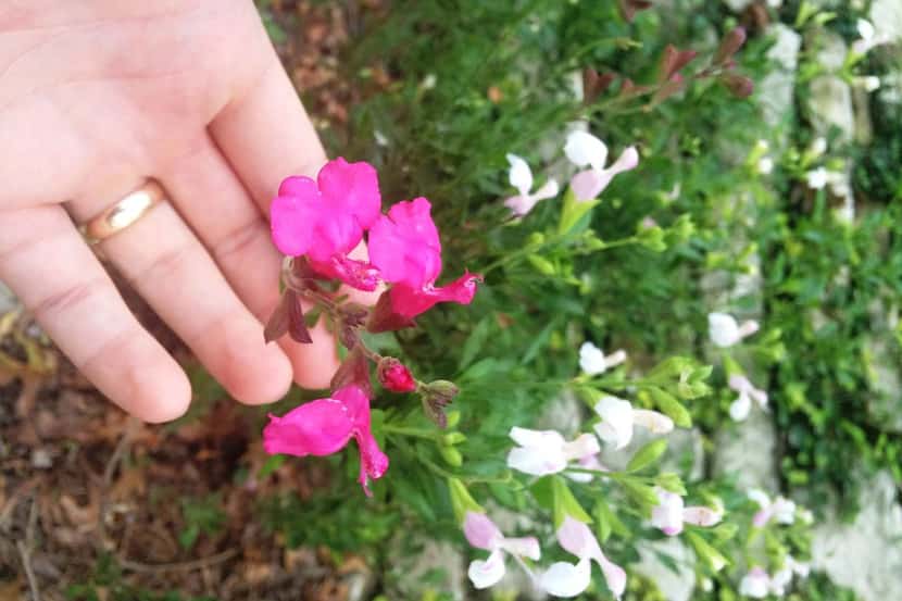 A reader has  some unusual hot pink salvias among the normal white and soft pink blossoms....