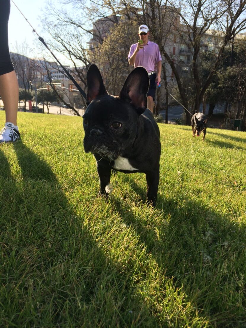 Bruce Wayne the French bulldog stalks his favorite snack, dandelions, in the Harwood...