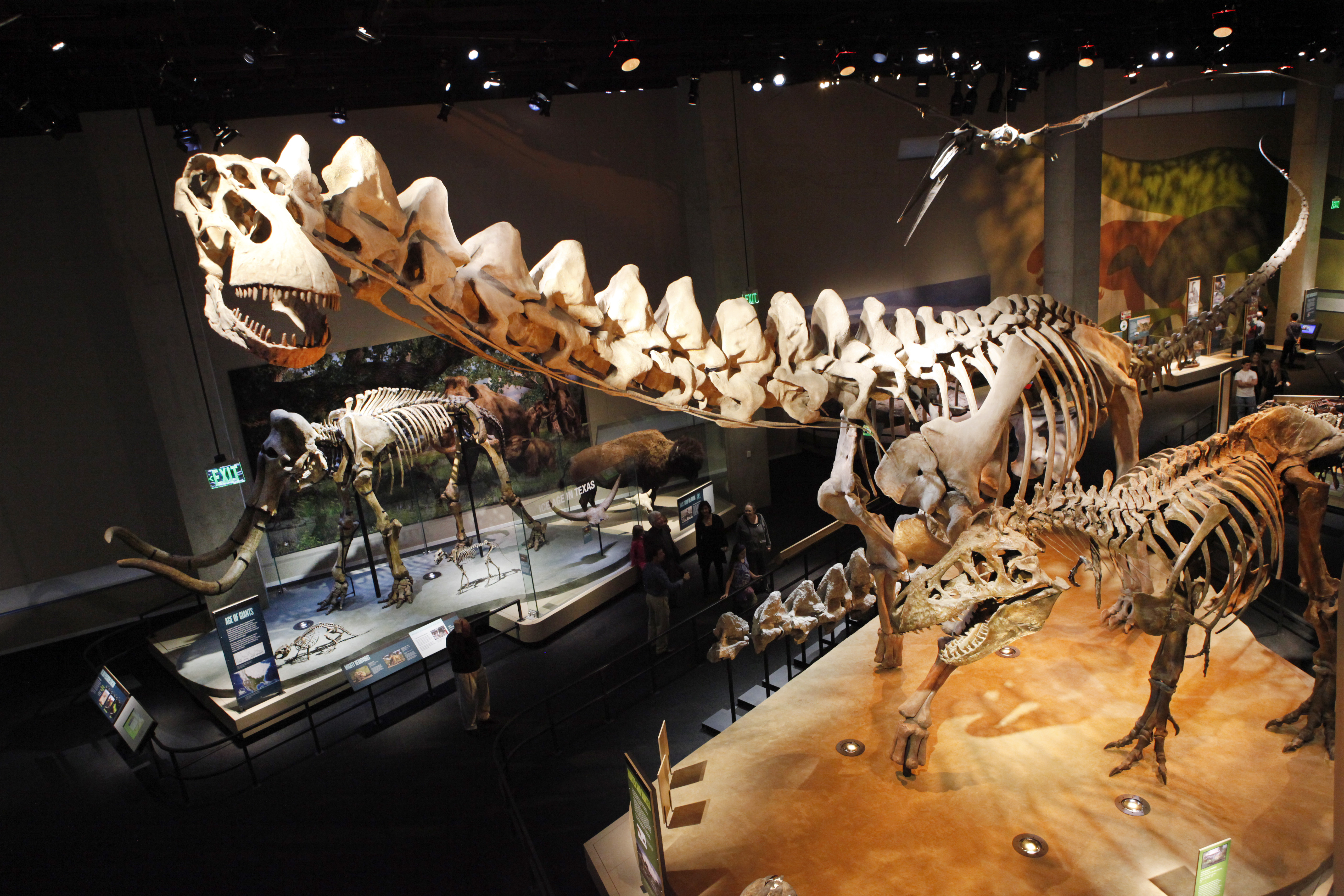 The Alamosaurus skeleton towers over other fossils in the Perot Museum of Nature and Science.