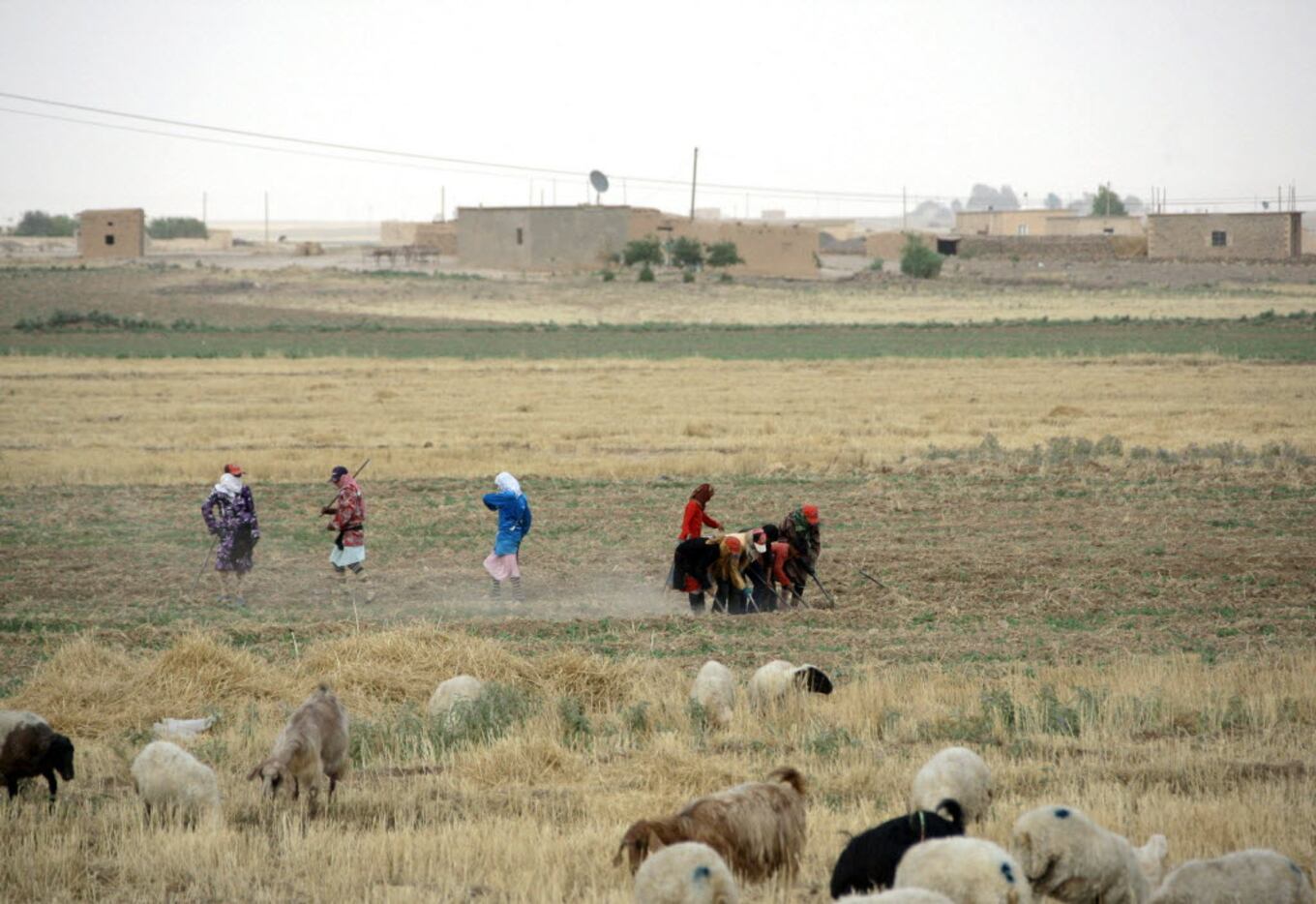 Syrian women till the fields in a drought-hit region northeastern Syria, in 2011.  