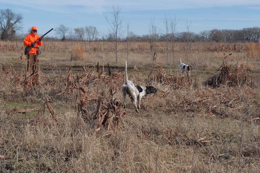 Texas quail hunters are hoping to get to the point more often this season. A mild, wet...
