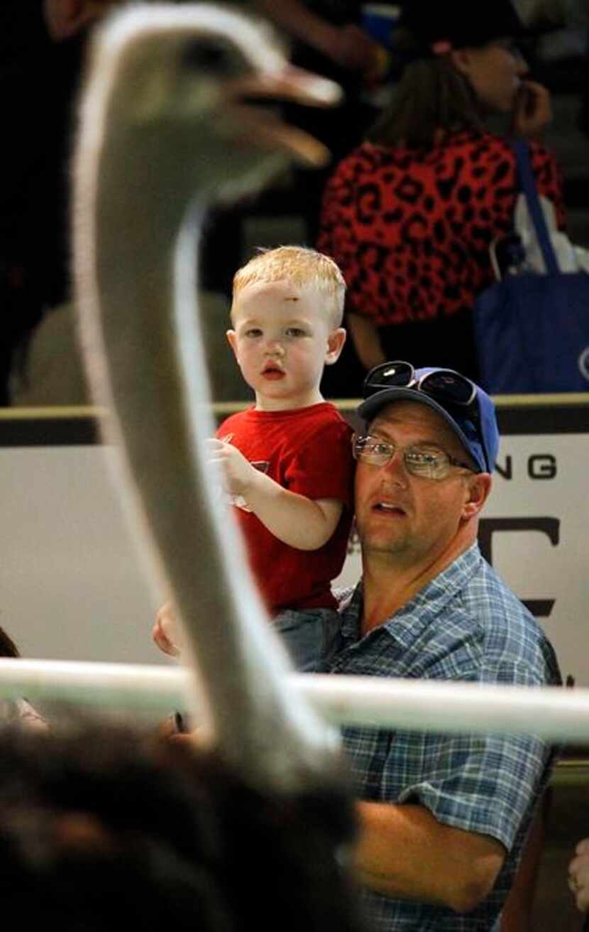 
Jonathan Wesolowski, 2, of Rowlett gets a birds eye view of the ostriches with a lift from...