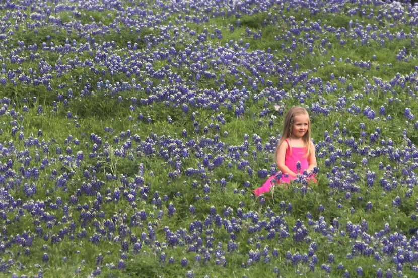 A field of bluebonnets made the perfect setting for photos on the property of the J.C....