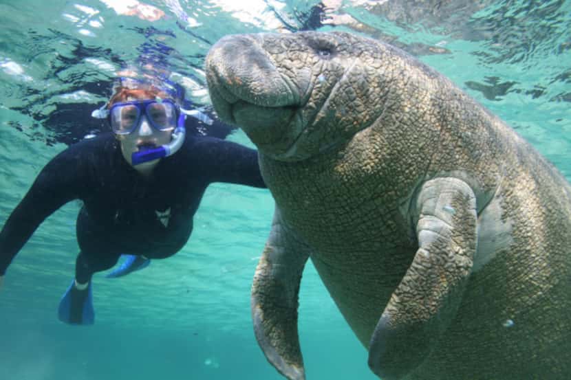 A woman snorkeler swims with a manatee in the Crystal River National Wildlife Refuge in...