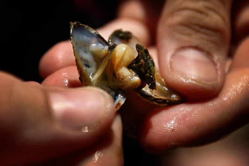 Zebra mussels attach to surfaces in layers 4 to 5 inches thick, causing major problems at...