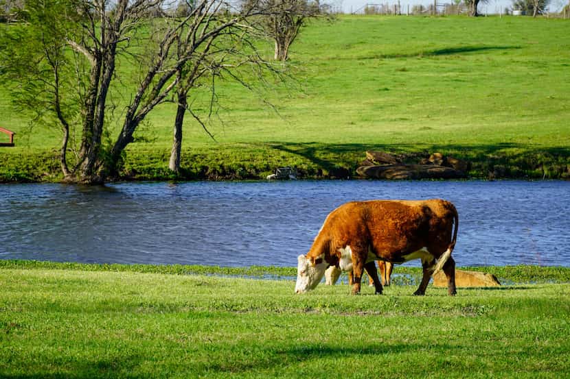 The Seven-D Ranch is a cattle spread with 1,650 acres.
