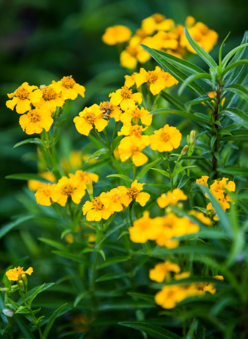 Texas tarragon, also called Mexican mint marigold, blooms at Texas A&M AgriLife Research...